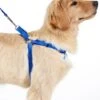 L.L.Bean Personalized Pet Harness