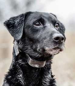 L.L.Bean SportDOG Yard Trainer 300 -Outdoor Exploration 513250 0 45